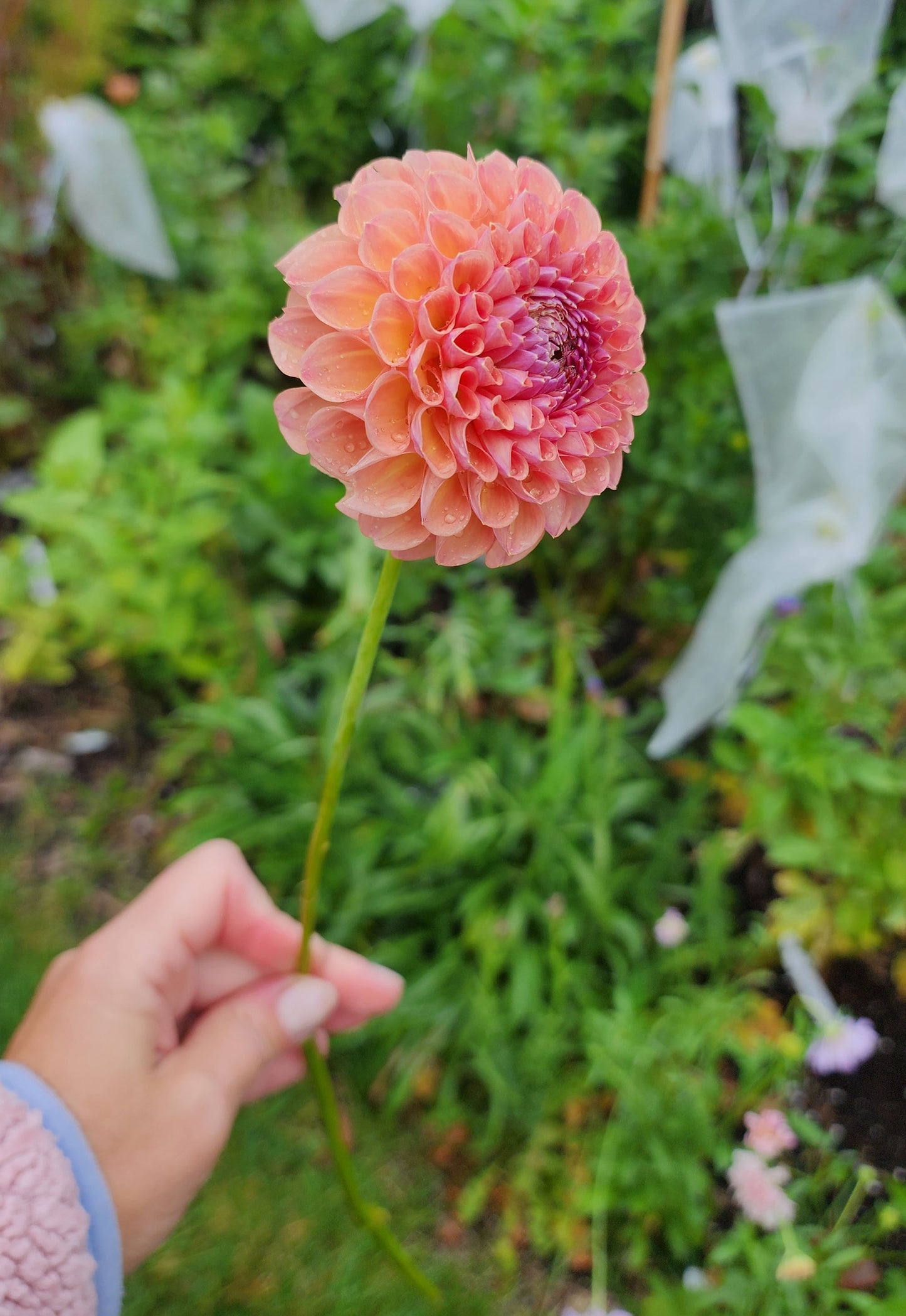 Dahlia Jowey Winnie