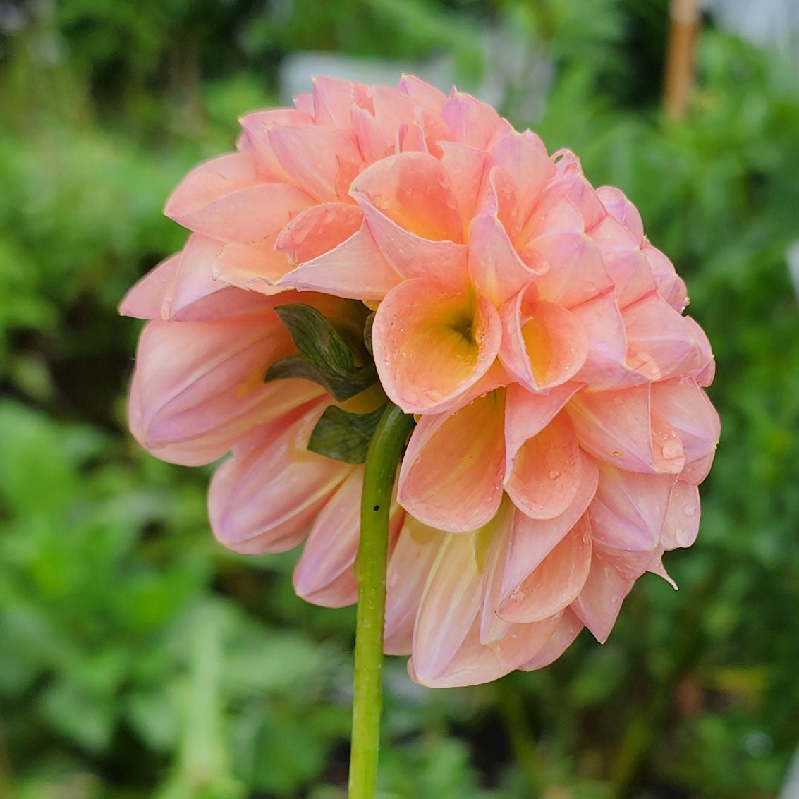 Dahlia Jowey Winnie