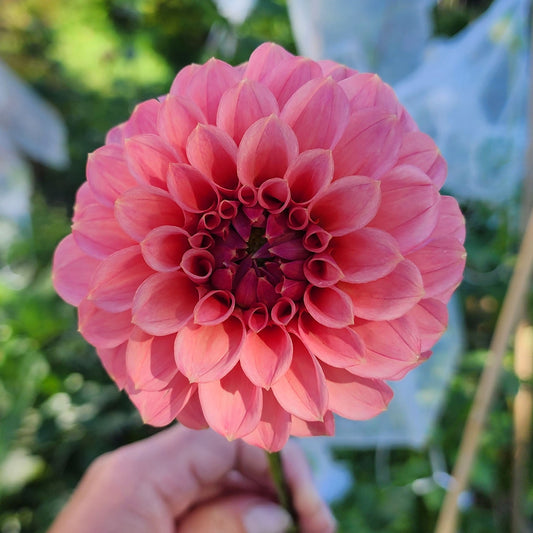 Dahlia SC-KERE (tuber)