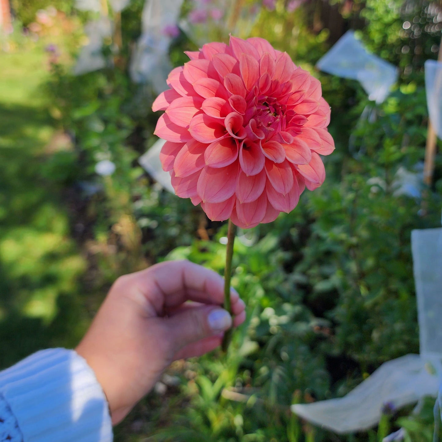 Dahlia SC-KERE (tuber)