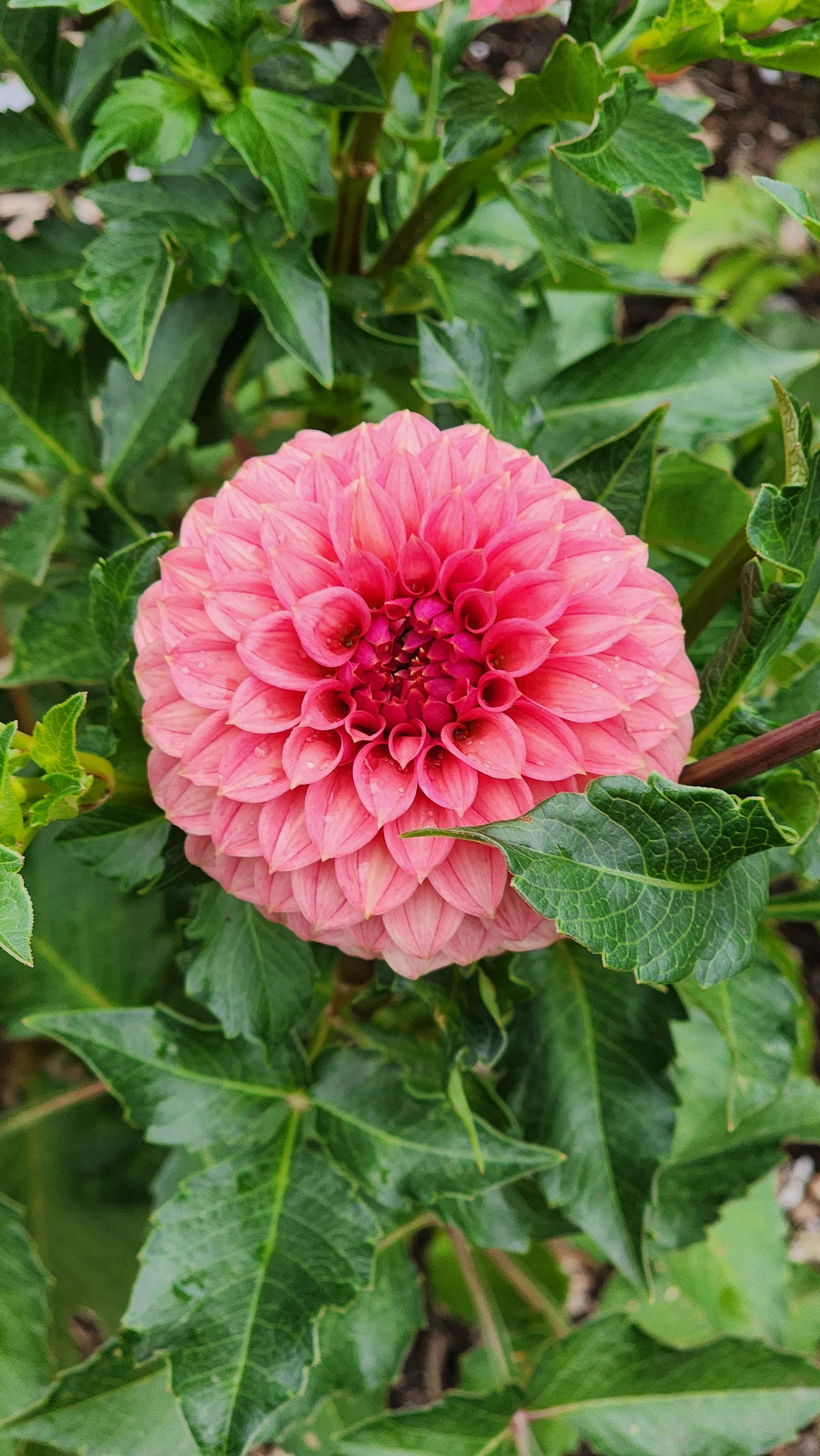 Dahlia SC-KERE (tuber)