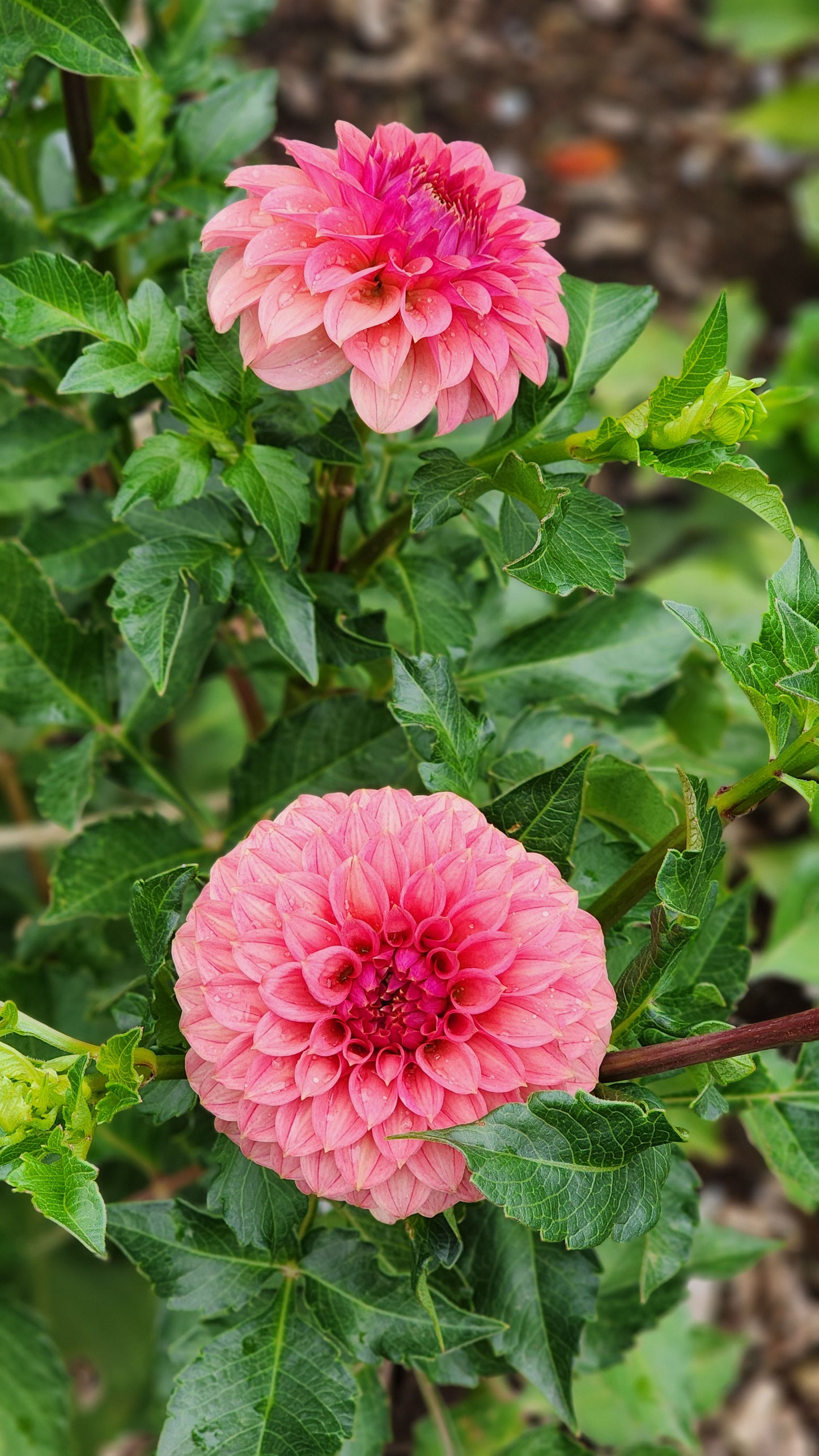 Dahlia SC-KERE (tuber)
