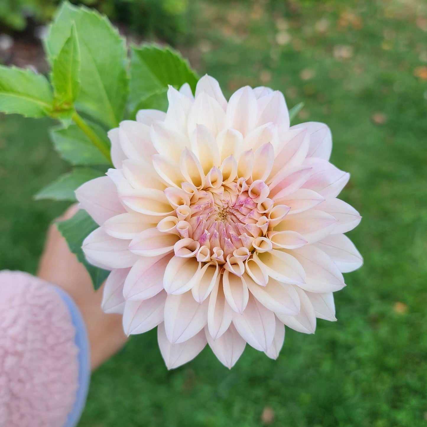 Dahlia SC-MAJE - Limit ONE (tuber)