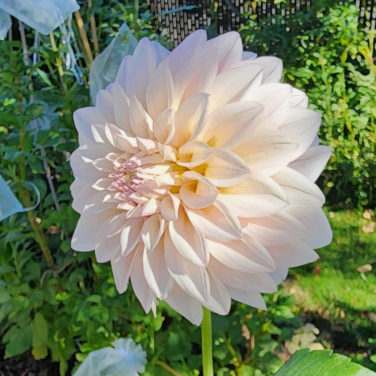 Dahlia SC-MAJE - Limit ONE (tuber)