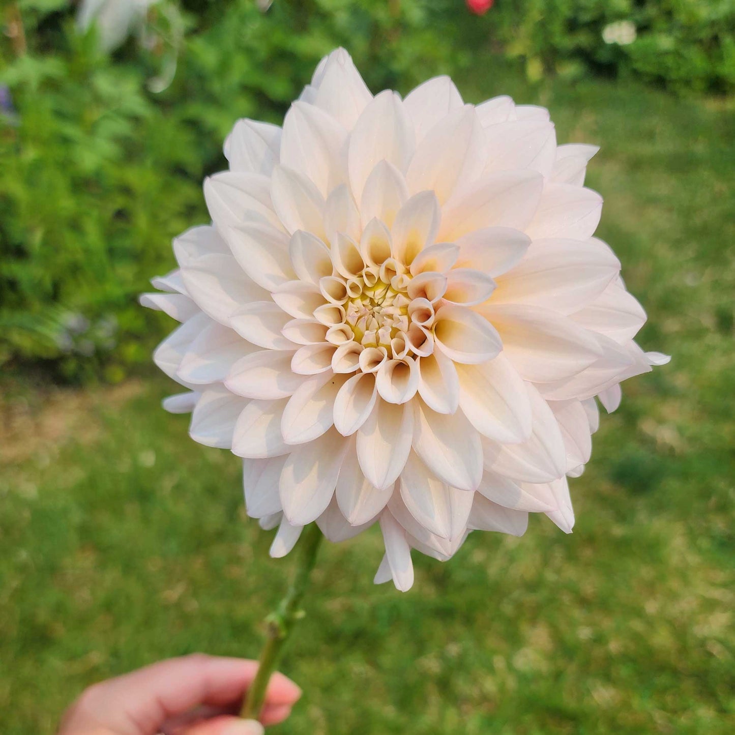 Dahlia SC-MAJE - Limit ONE (tuber)