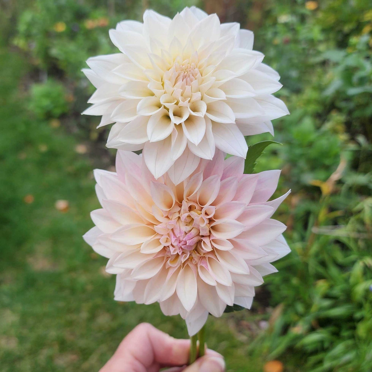 Dahlia SC-MAJE - Limit ONE (tuber)