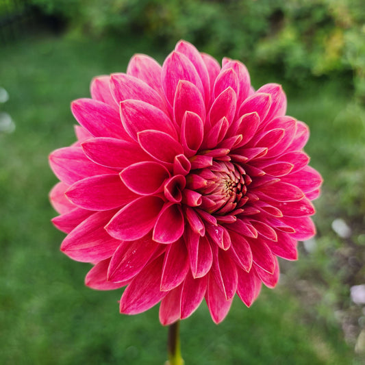 Dahlia SC-REJ - LIMIT ONE (tuber)