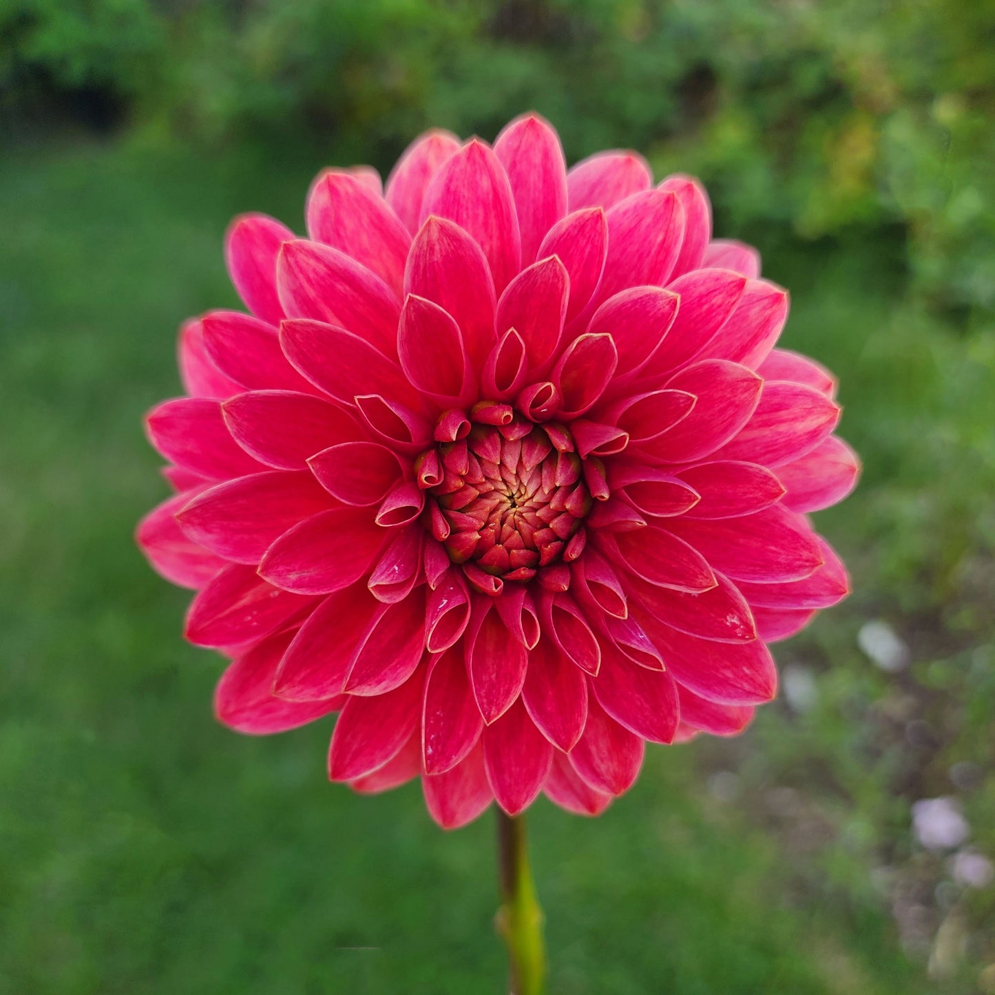 Dahlia SC-REJ - LIMIT ONE (tuber)