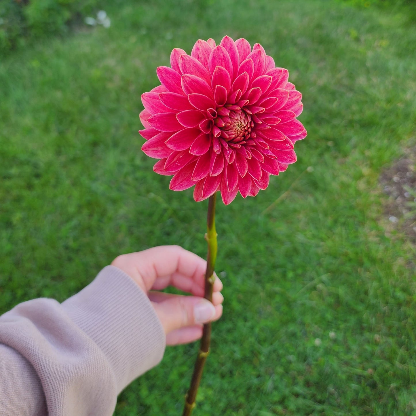 Dahlia SC-REJ - LIMIT ONE (tuber)