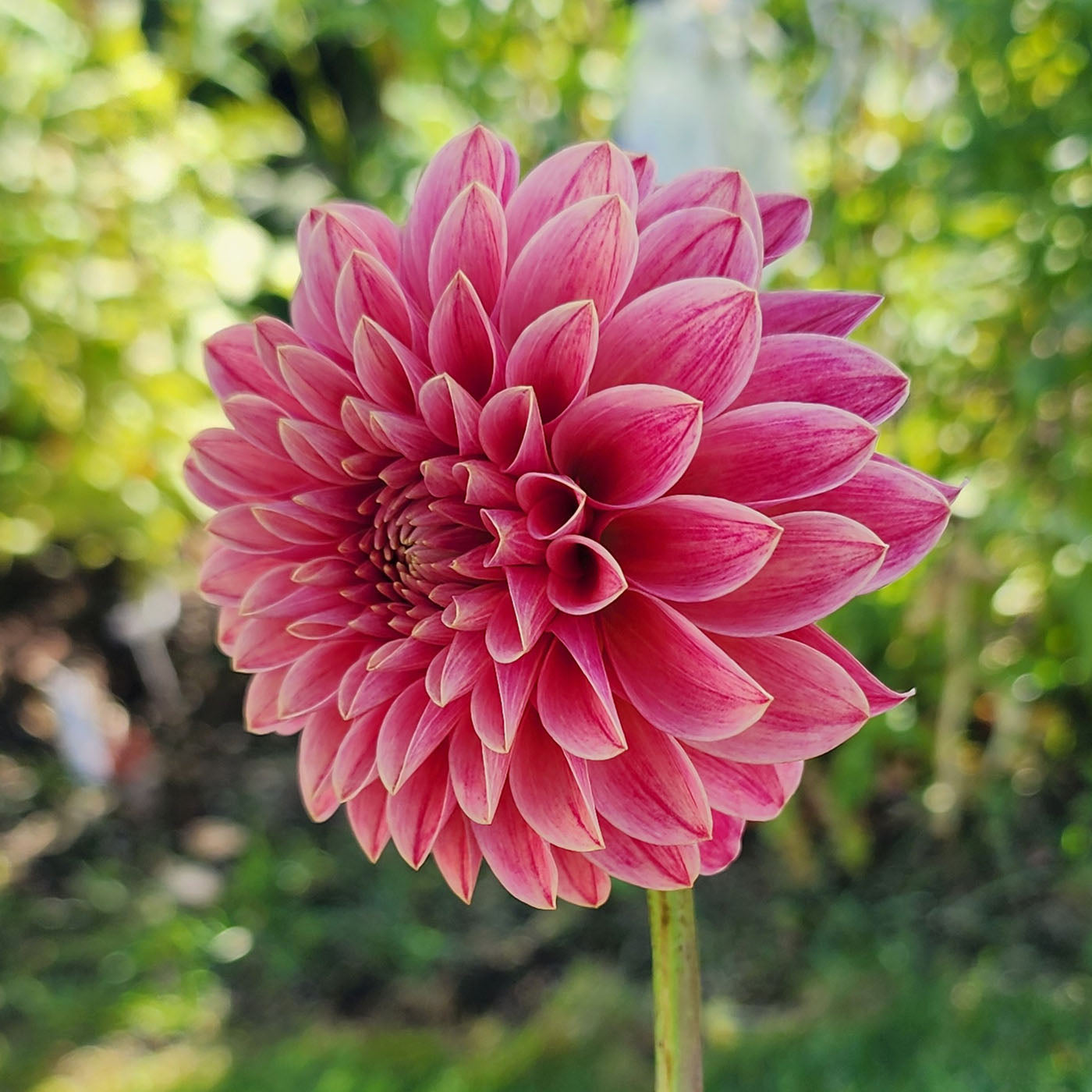 Dahlia SC-REJ - LIMIT ONE (tuber)