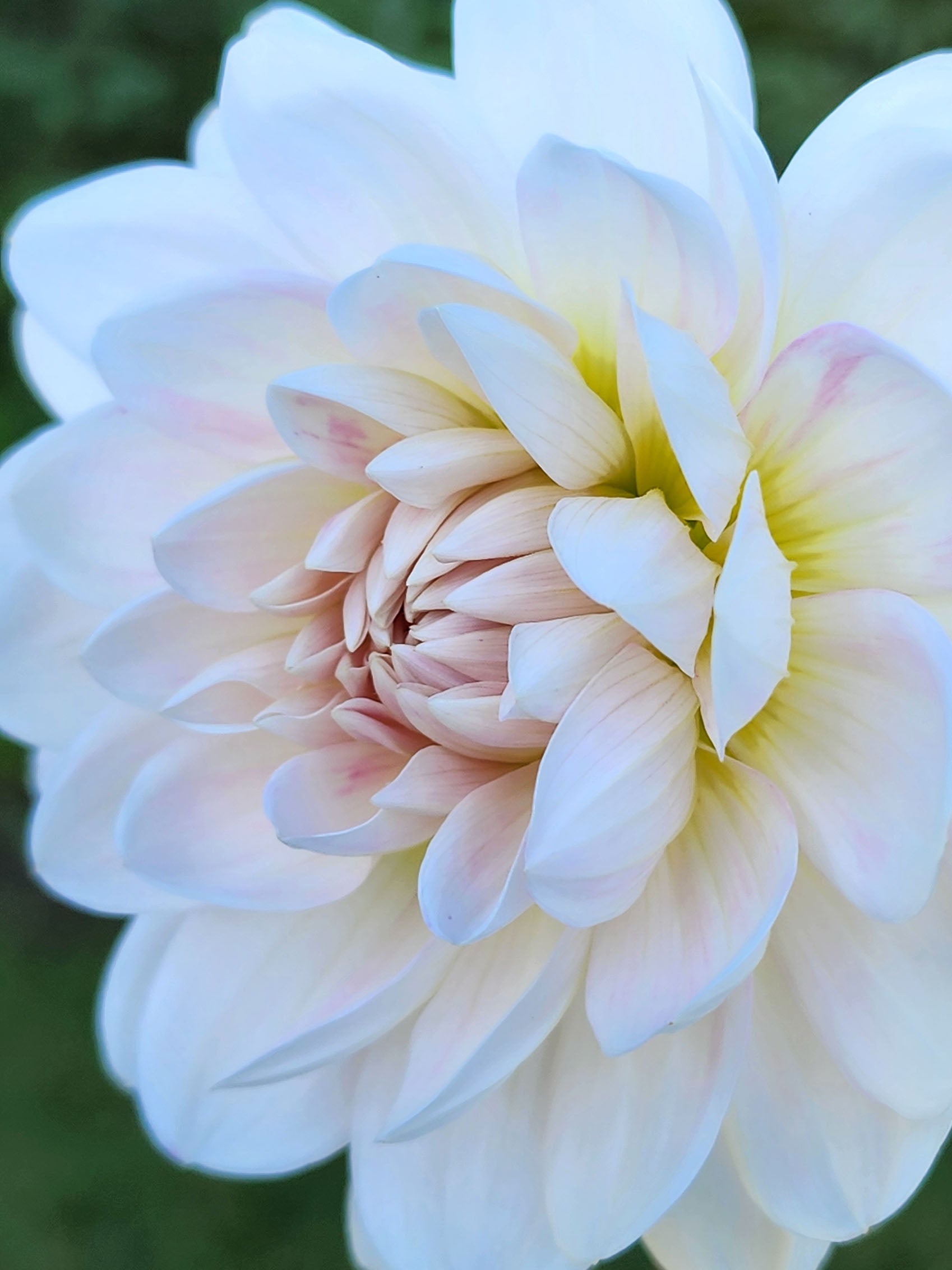 Kelgai Ann unicorn dahlia Jamais Sans Mes Fleurs