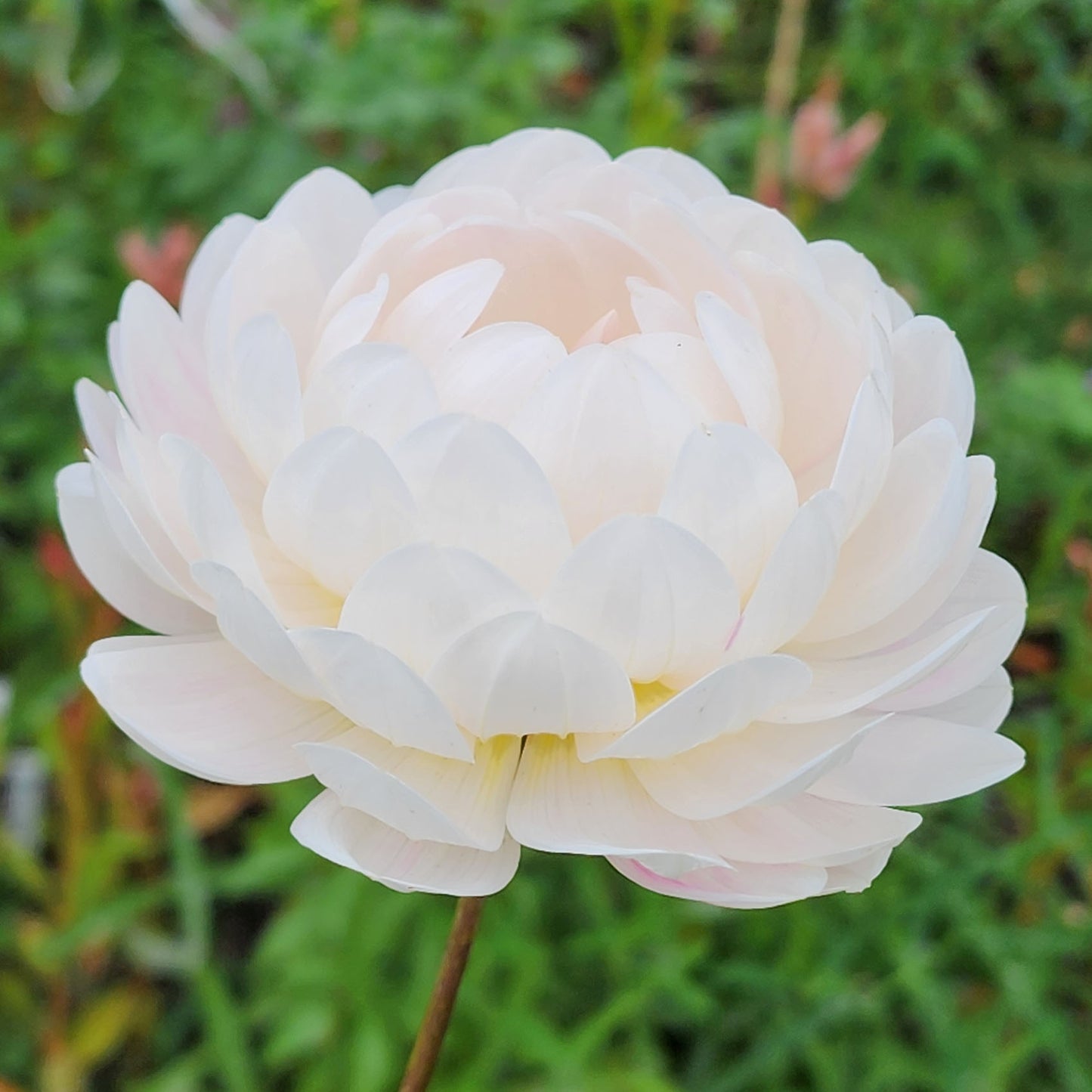 Kelgai Ann unicorn dahlia tuber Canada 