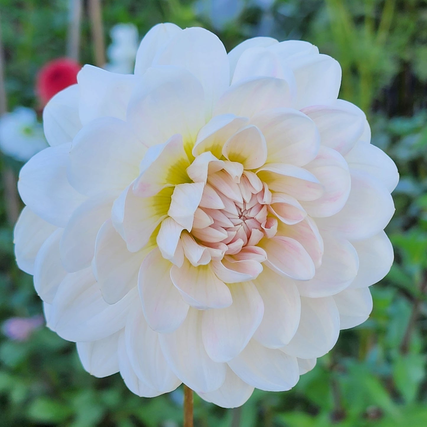 Kelgai Ann unicorn dahlia tuber Canada 