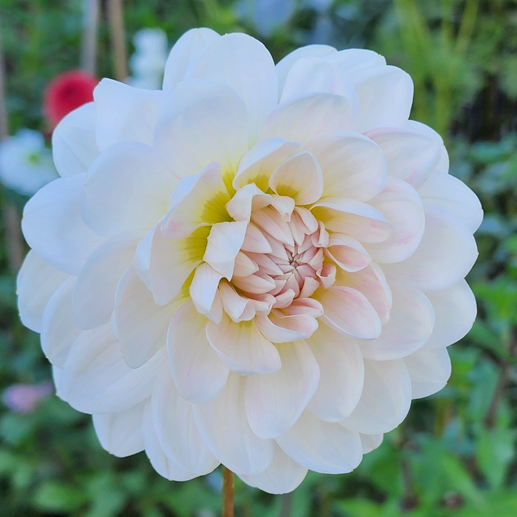 Kelgai Ann unicorn dahlia tuber Canada 