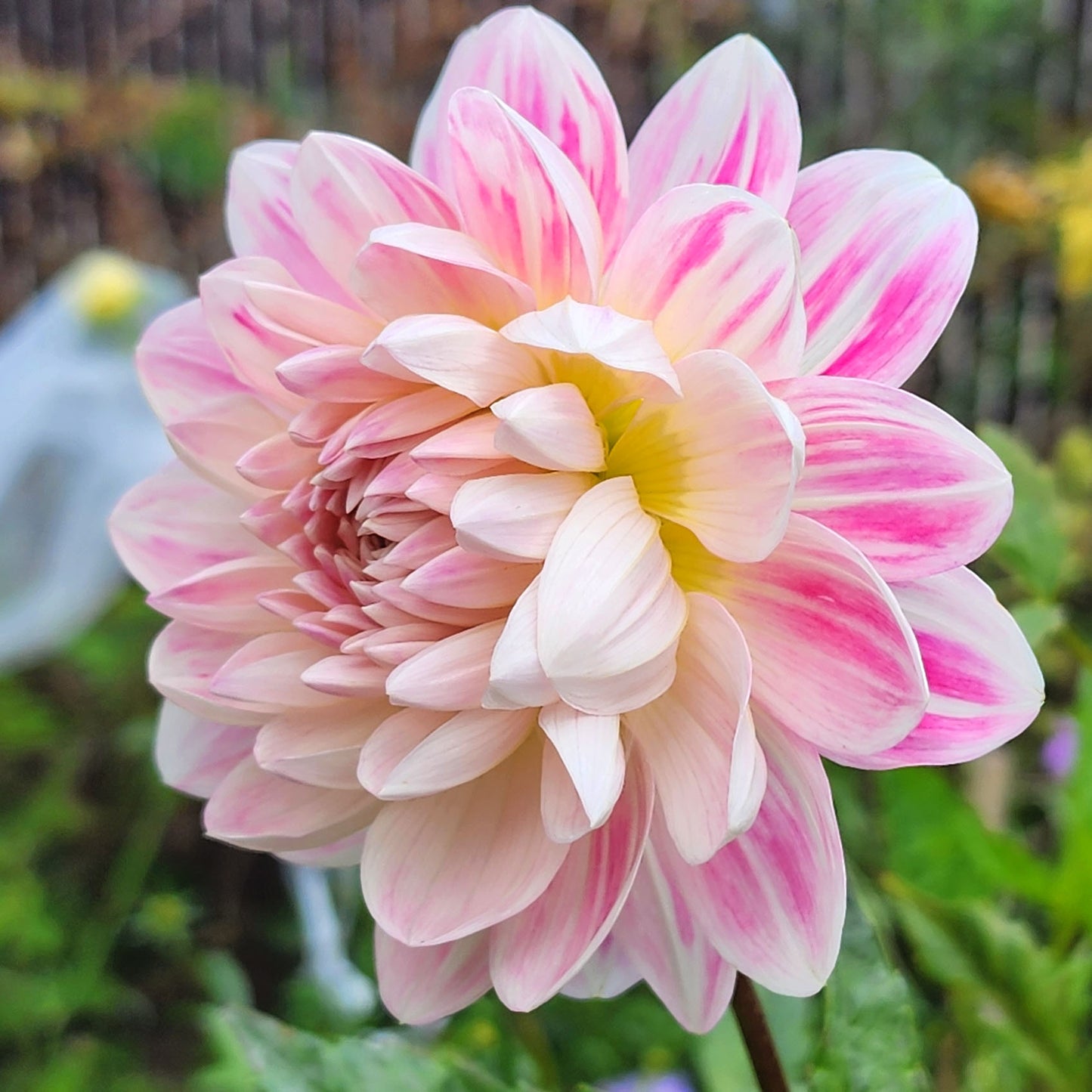 Kelgai Ann unicorn dahlia tuber Jamais Sans Mes Fleurs
