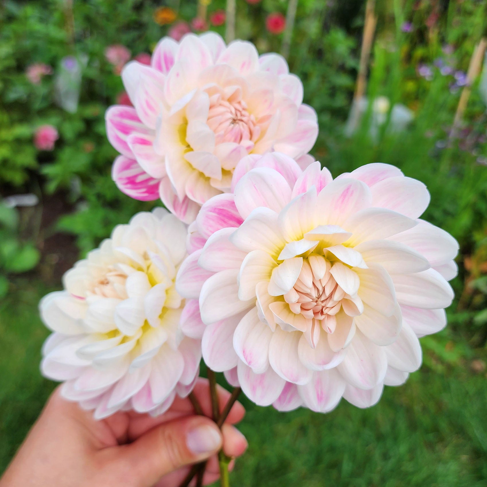 Kelgai Ann unicorn dahlia tuber Canada 