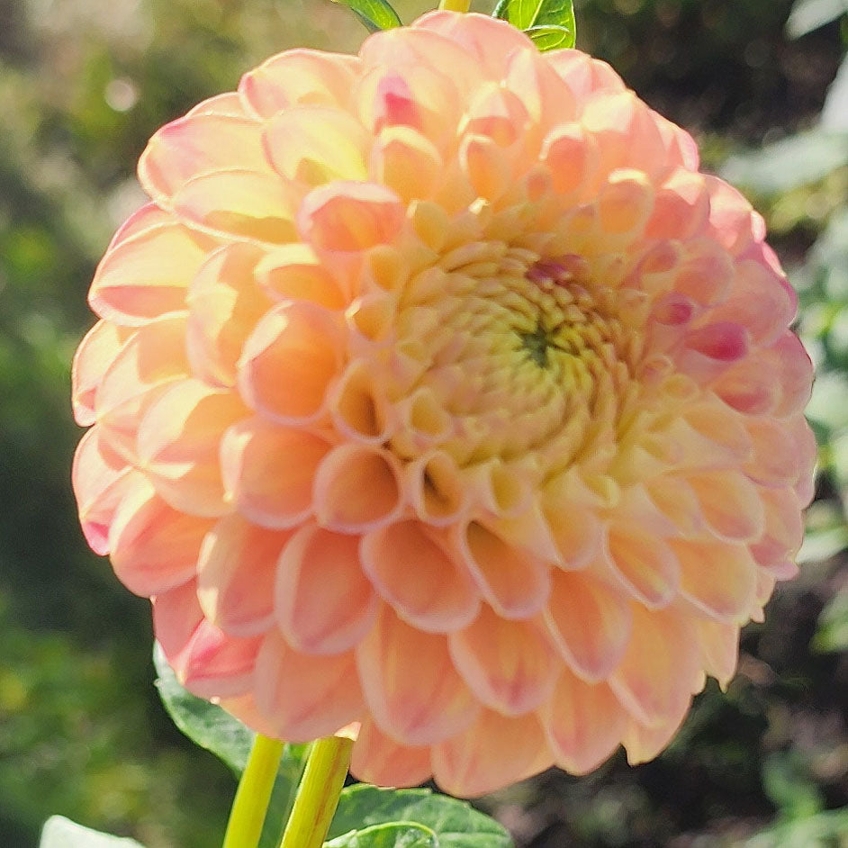 Dahlia L.A.T.E.