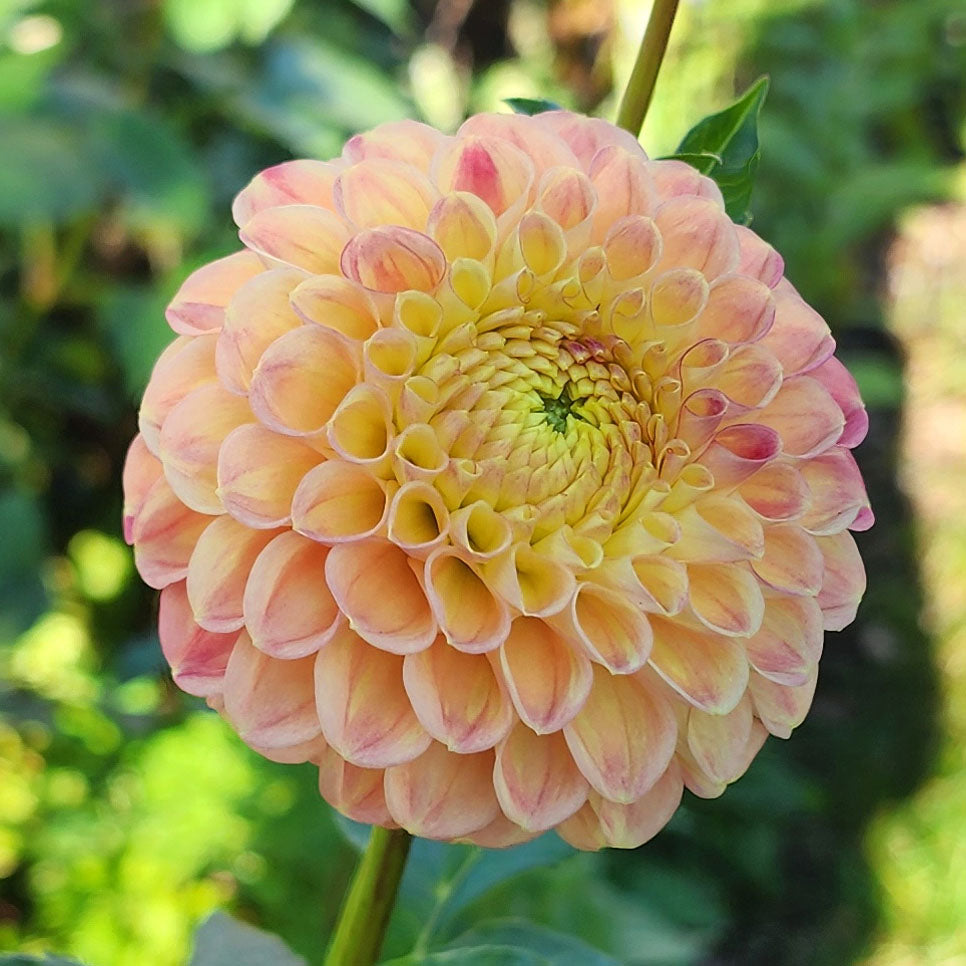Dahlia L.A.T.E.