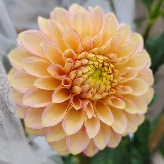 Dahlia Lakeview Lucky (tuber)