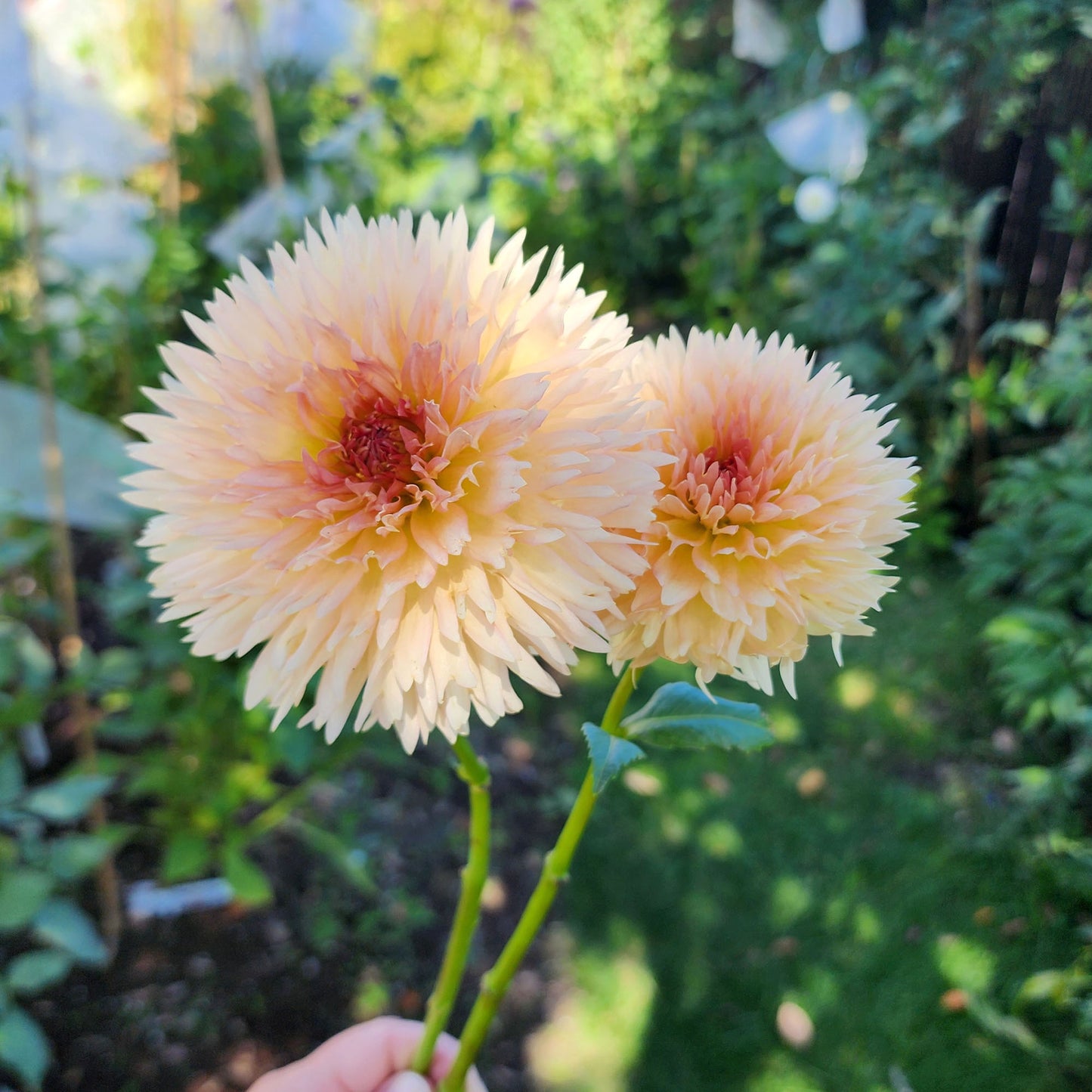 Lakeview Peach Fuzz dahlia Canada