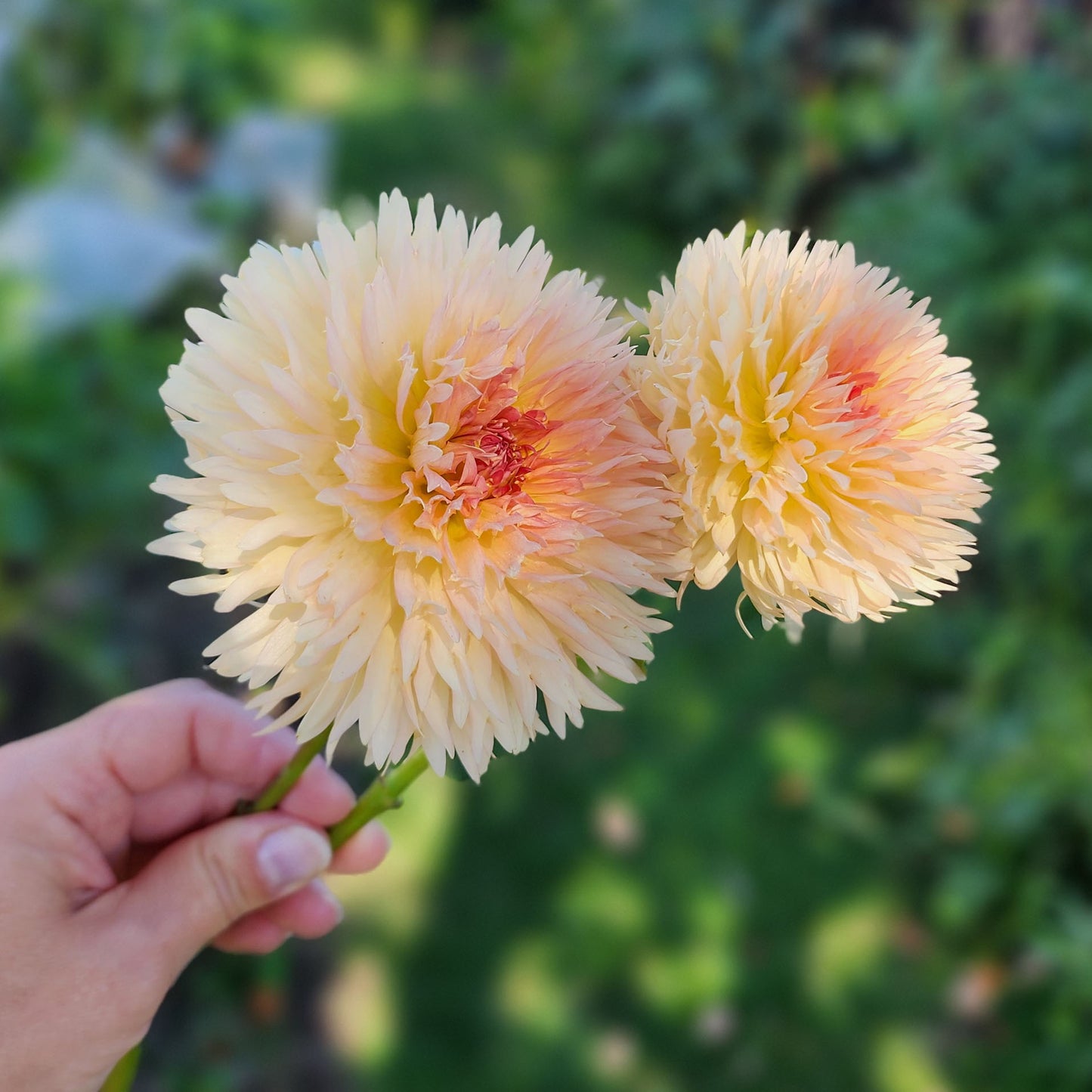 Dahlia Lakeview Peach Fuzz