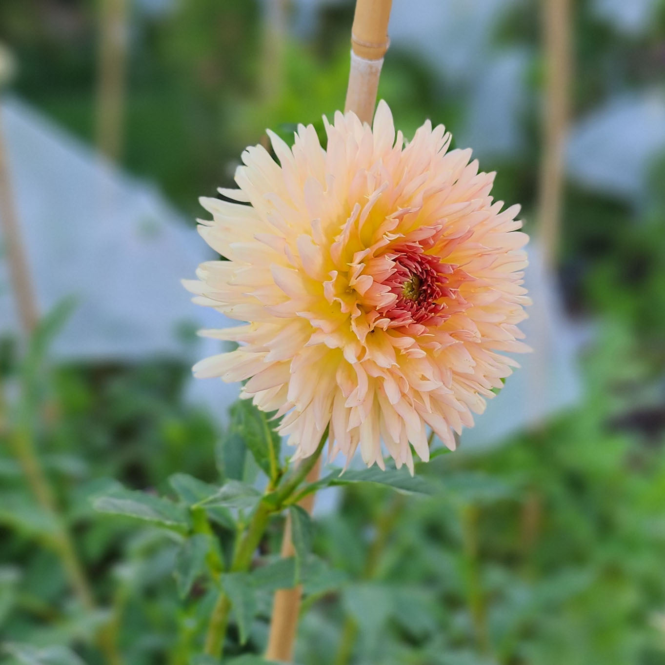 Dahlia Lakeview Peach Fuzz