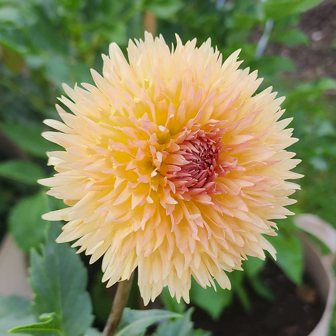 Dahlia Lakeview Peach Fuzz