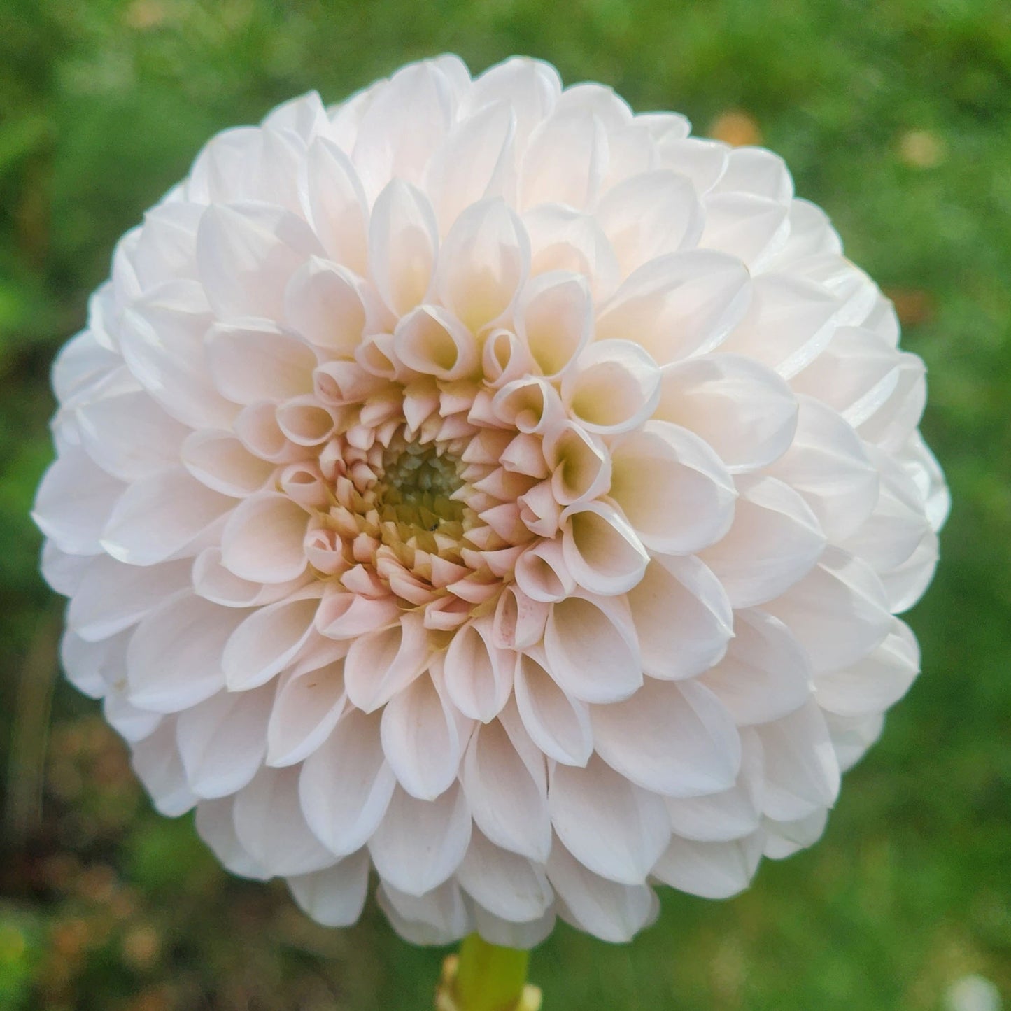 Dahlia Lee's Kewpie