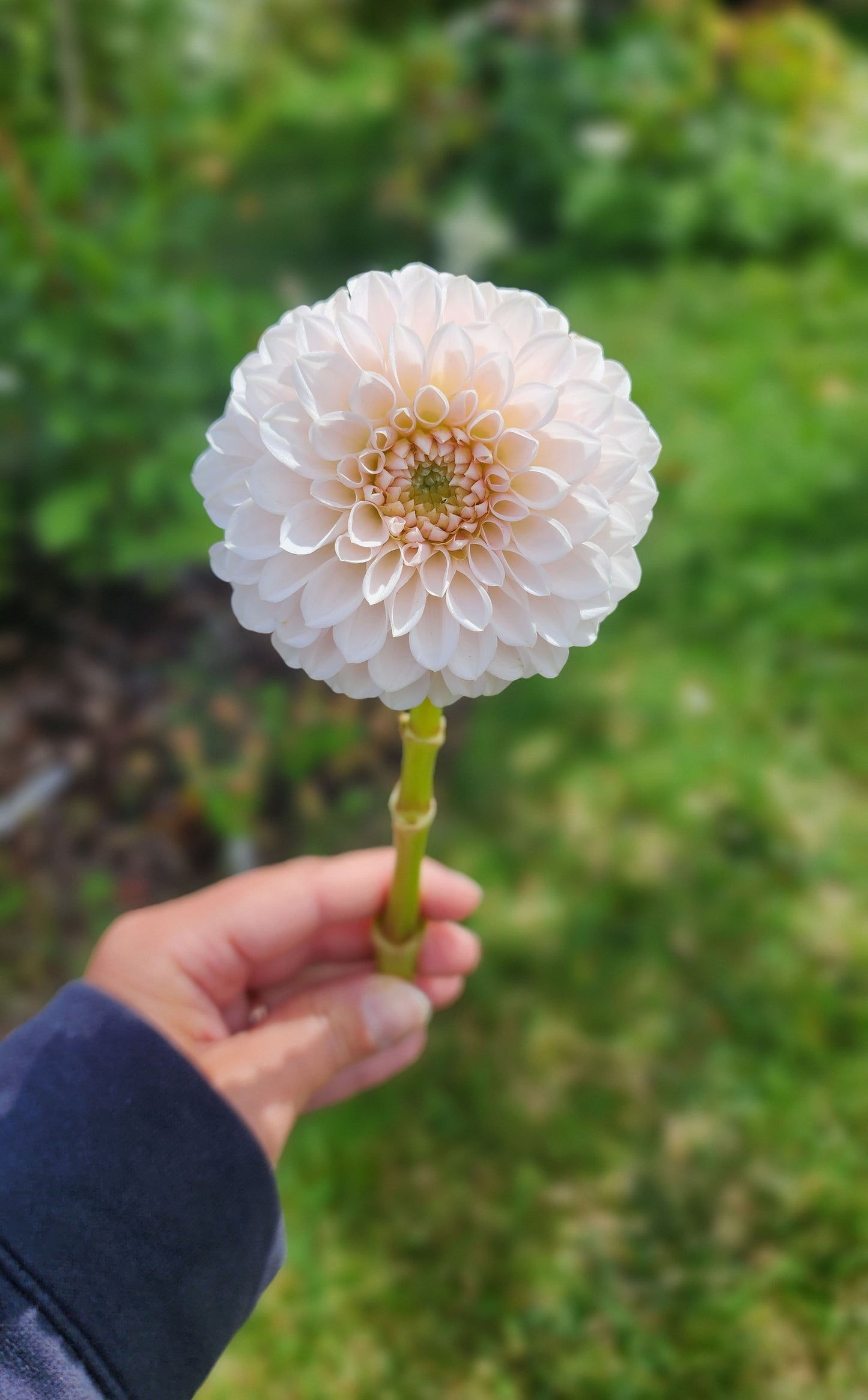 Dahlia Lee's Kewpie