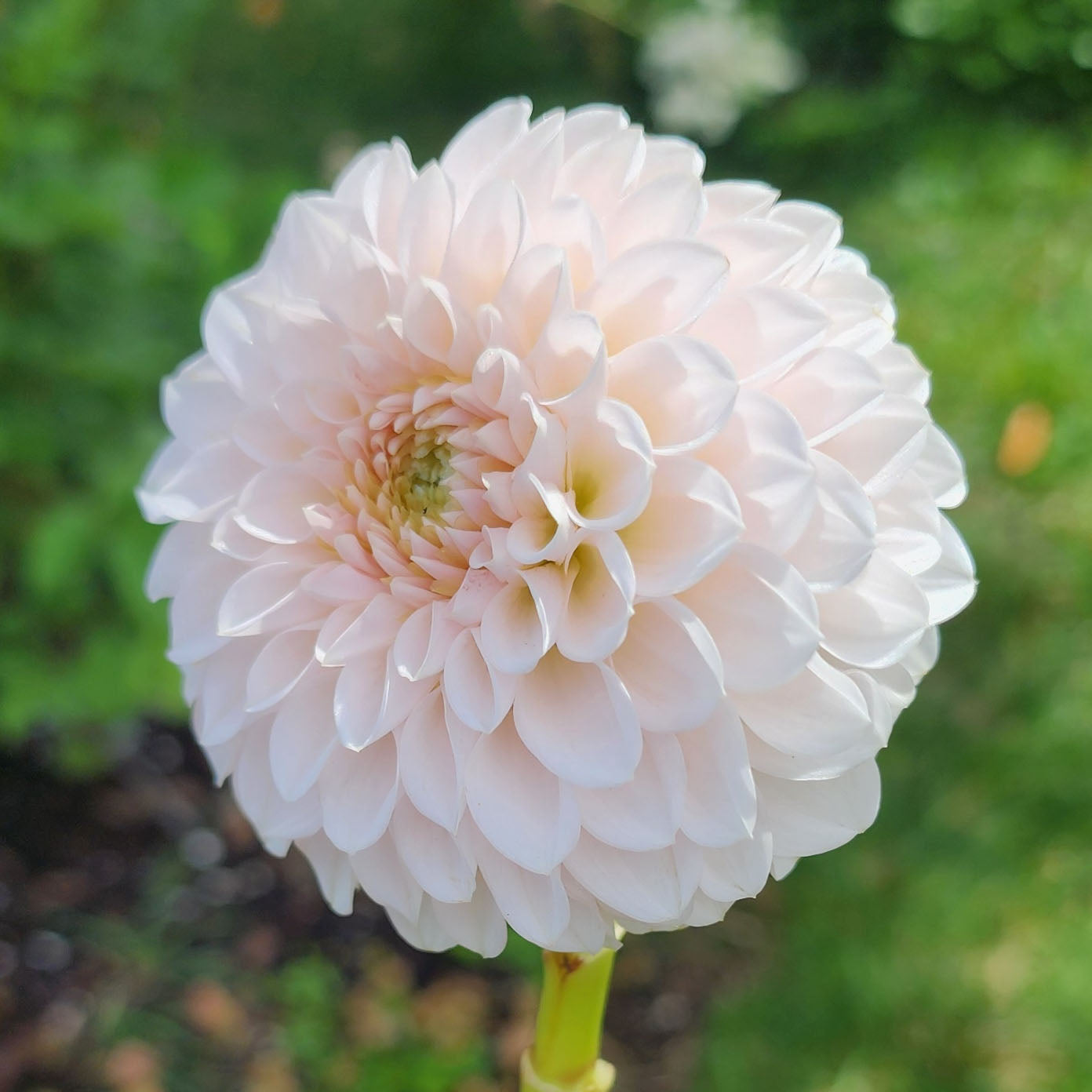 Dahlia Lee's Kewpie