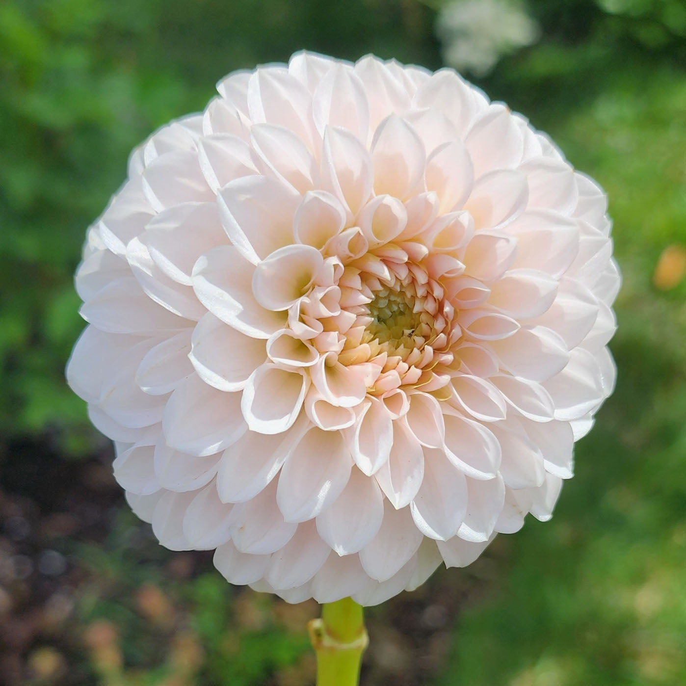Dahlia Lee's Kewpie