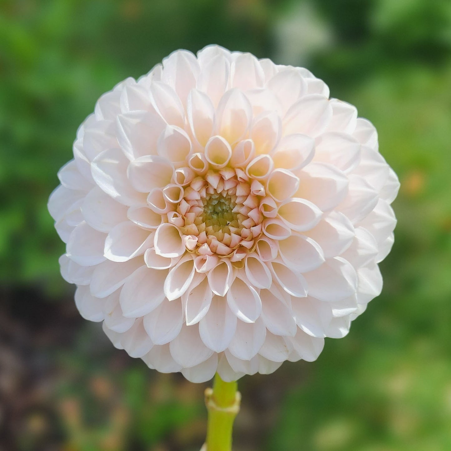 Dahlia Lee's Kewpie