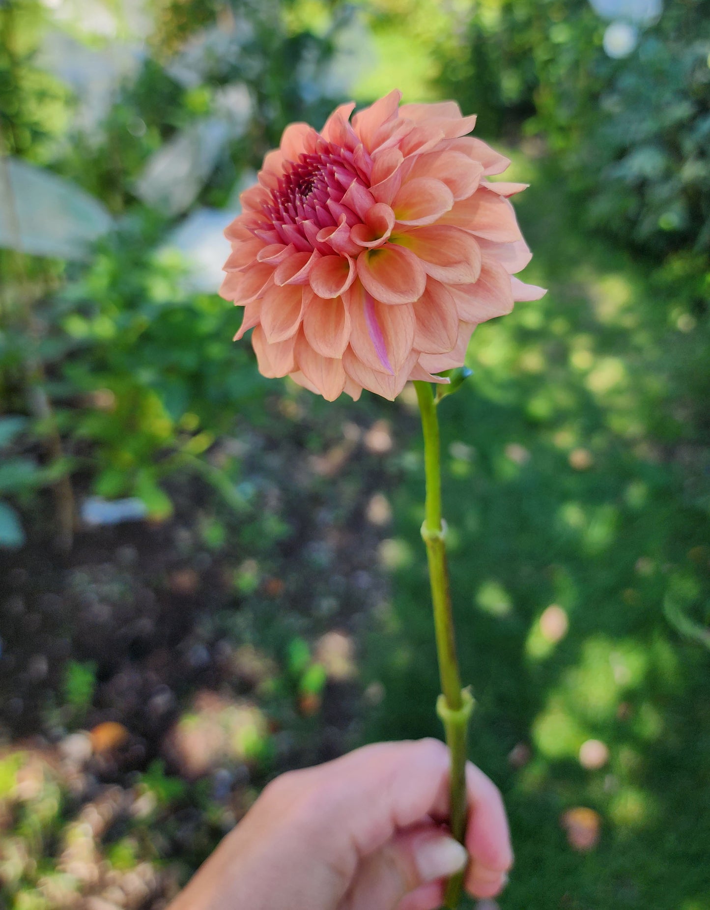 Dahlia Levi's Blue Smoke - LIMIT ONE (tuber)
