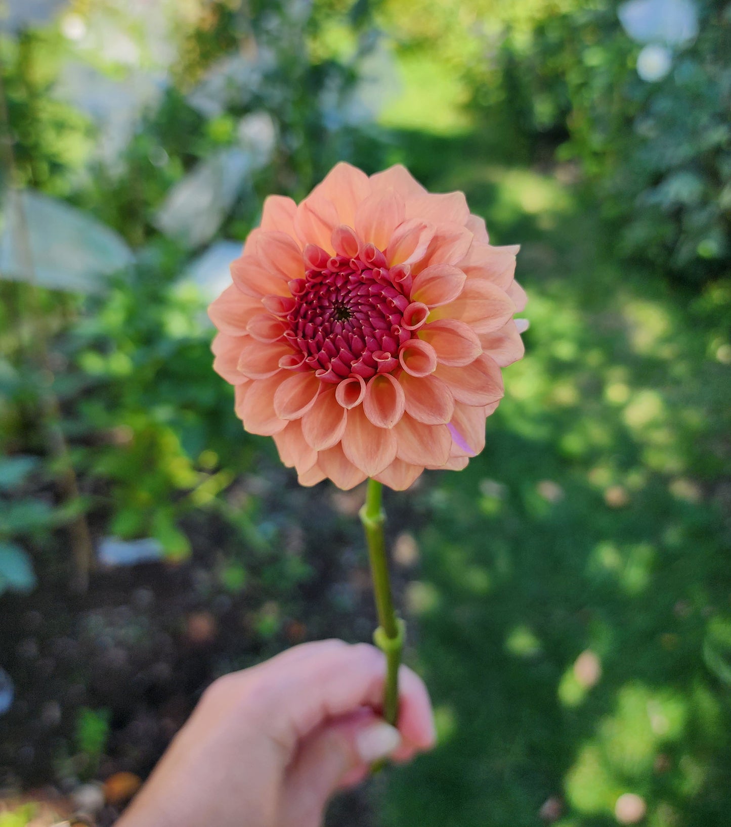 Dahlia Levi's Blue Smoke - LIMIT ONE (tuber)