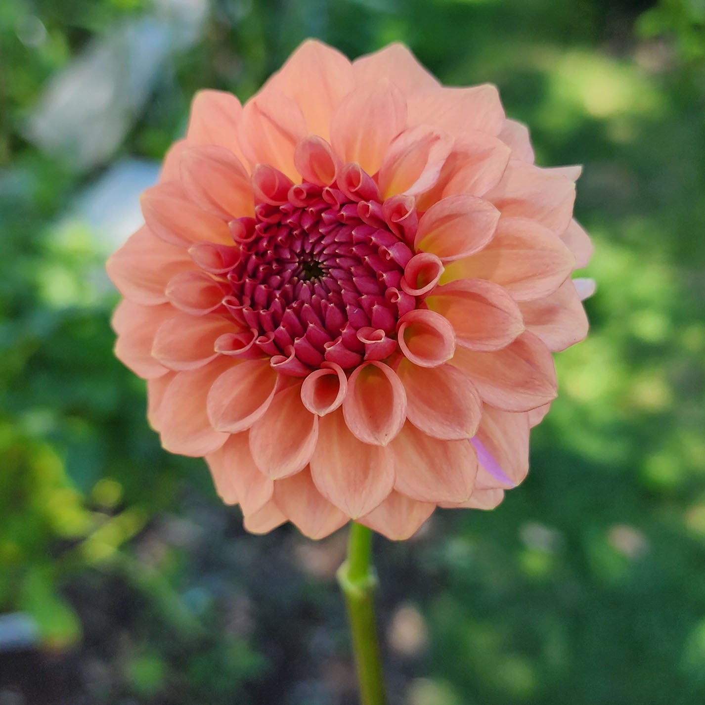 Dahlia Levi's Blue Smoke - LIMIT ONE (tuber)