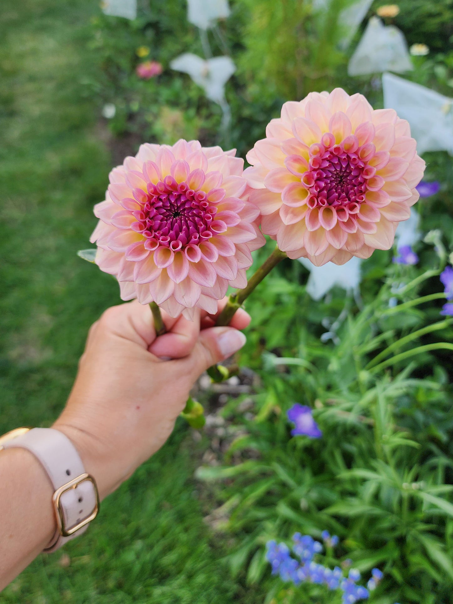 Dahlia Levi's Blue Smoke - LIMIT ONE (tuber)