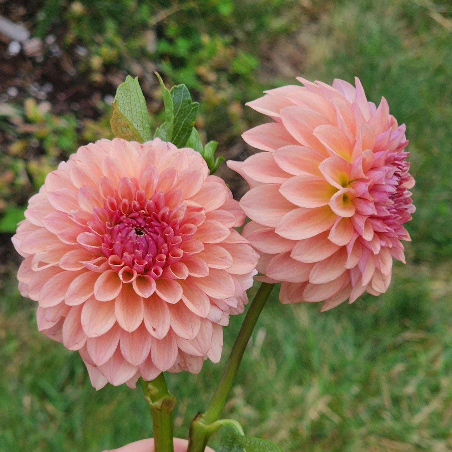 Dahlia Levi's Blue Smoke - LIMIT ONE (tuber)