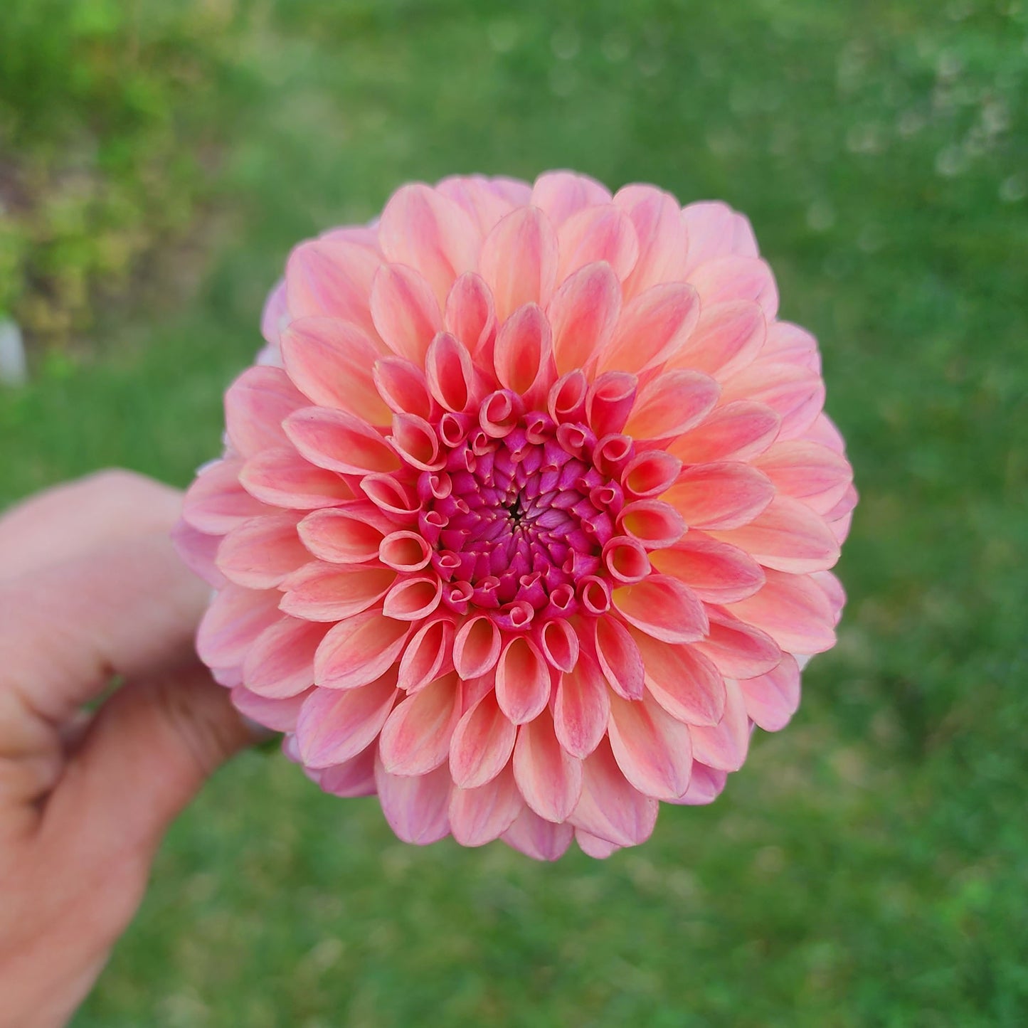 Dahlia Levi's Blue Smoke - LIMIT ONE (tuber)