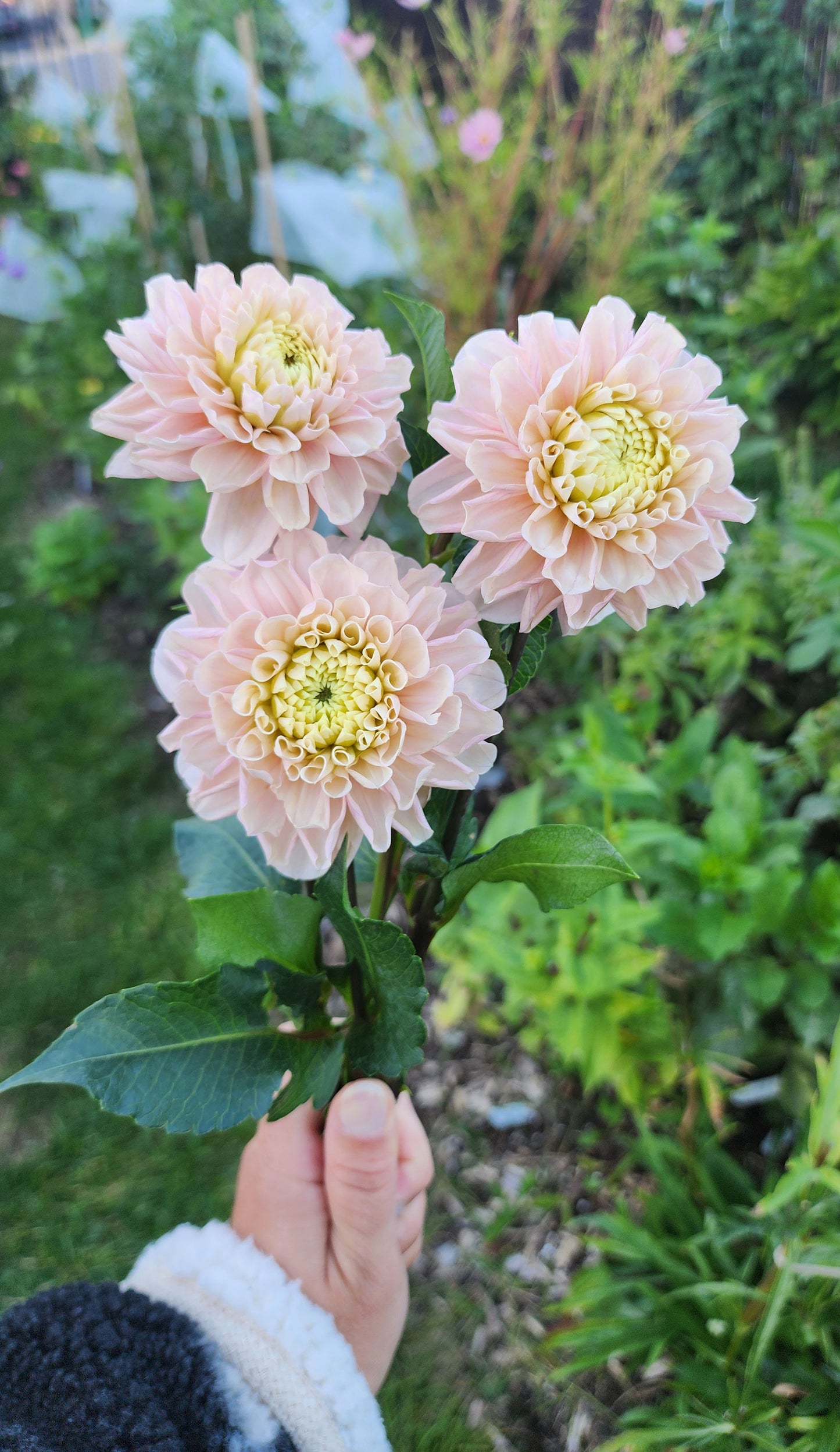 Levi's Revenant dahlia Jamais sans mes fleurs