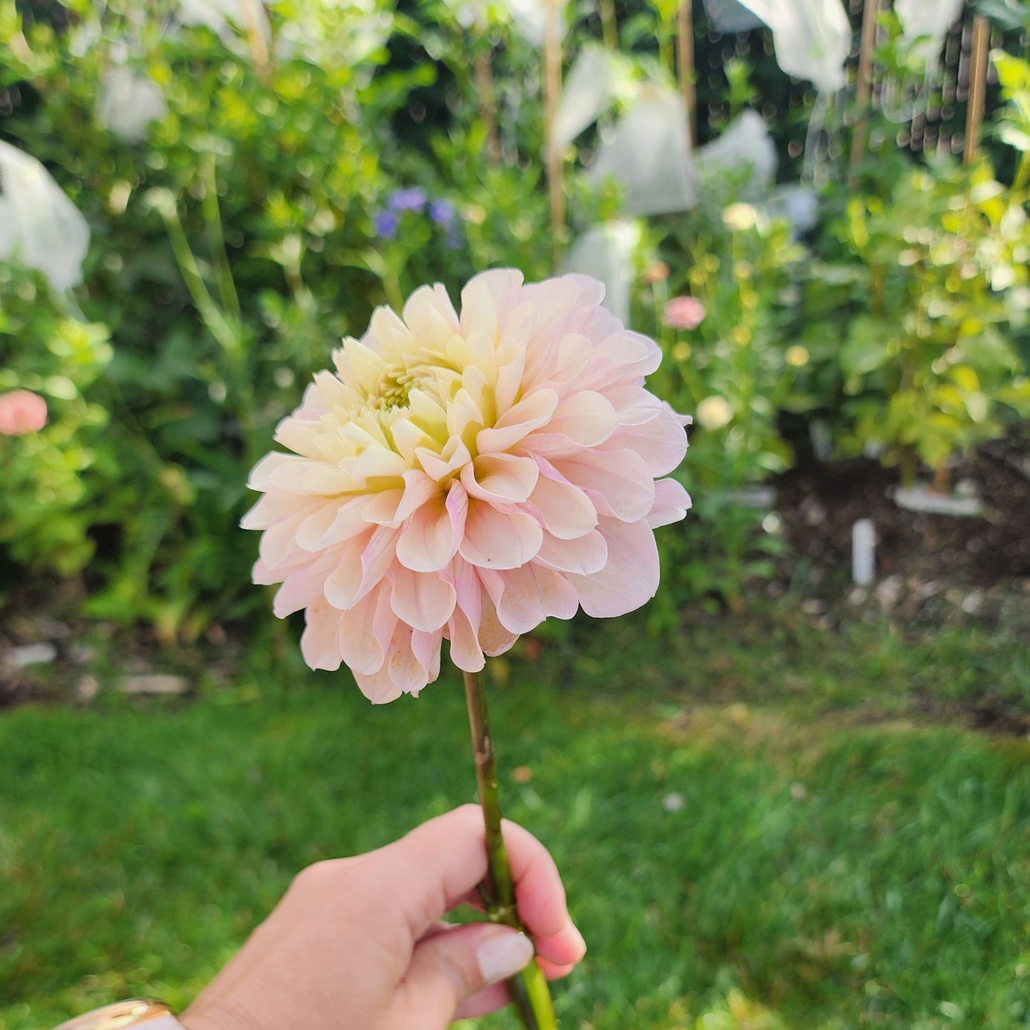 Levi's Revenant dahlia Canada Jamais sans mes fleurs