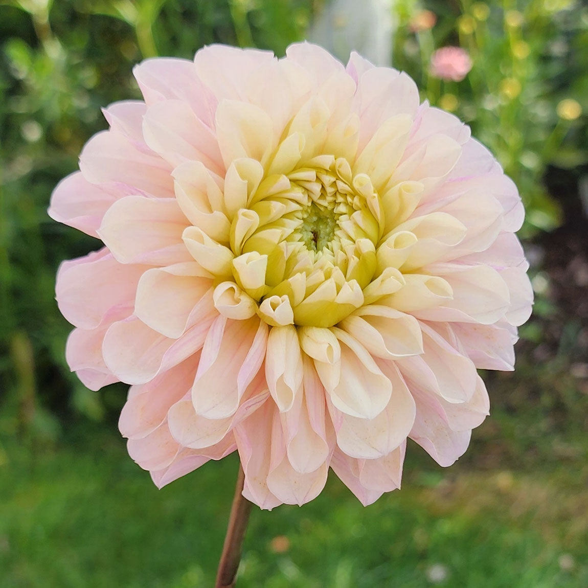 Levis Revenant dahlia Canada Jamais sans mes fleurs