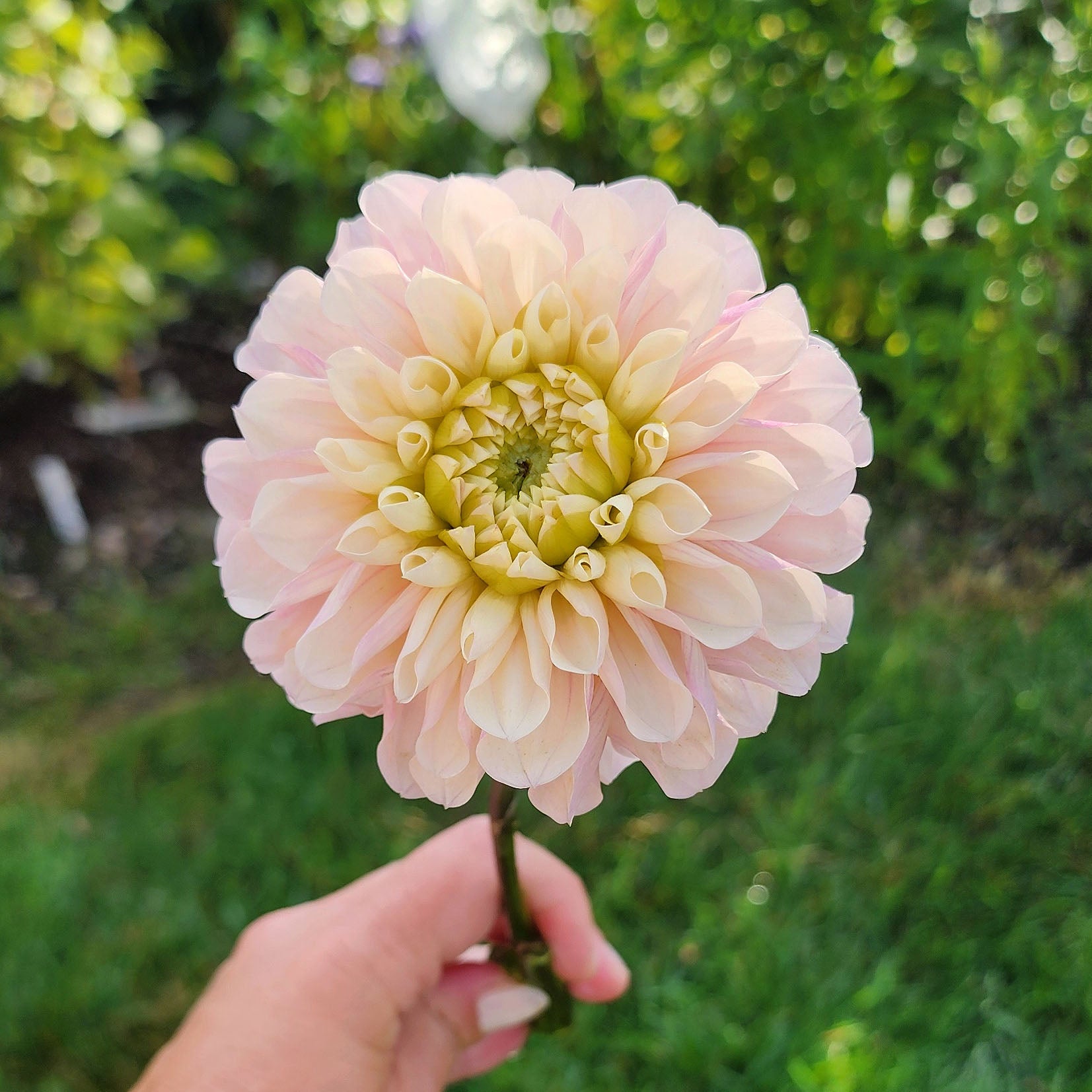 Levi's Revenant dahlia Canada Jamais sans mes fleurs