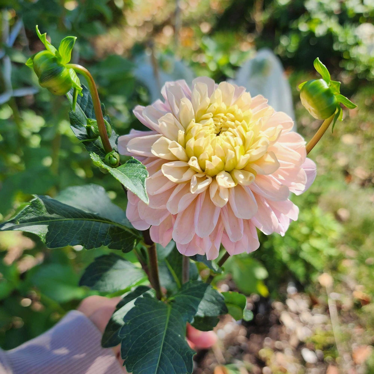 Levi's Revenant dahlia Jamais sans mes fleurs
