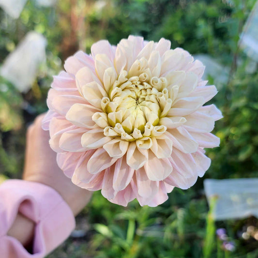 Levi's Revenant dahlia tuber Canada Jamais sans mes fleurs