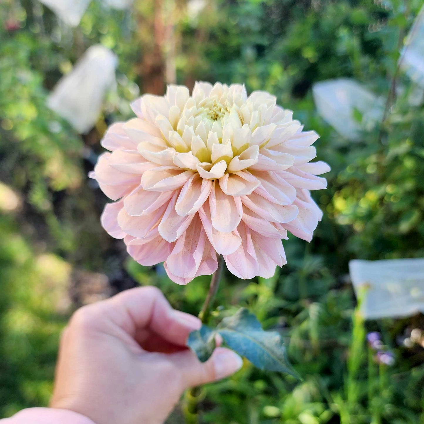 Levi's Revenant dahlia Jamais sans mes fleurs
