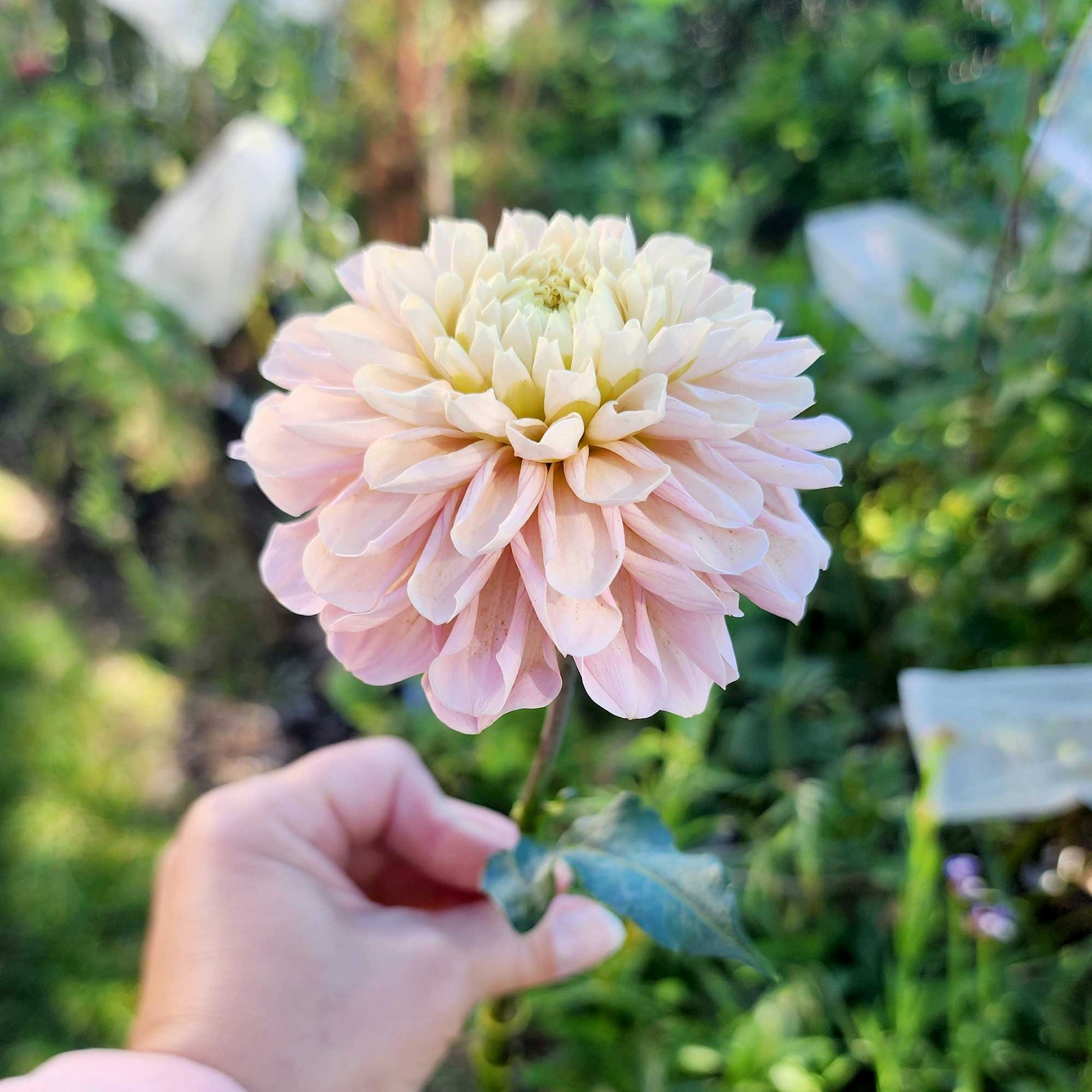 Levi's Revenant dahlia Jamais sans mes fleurs