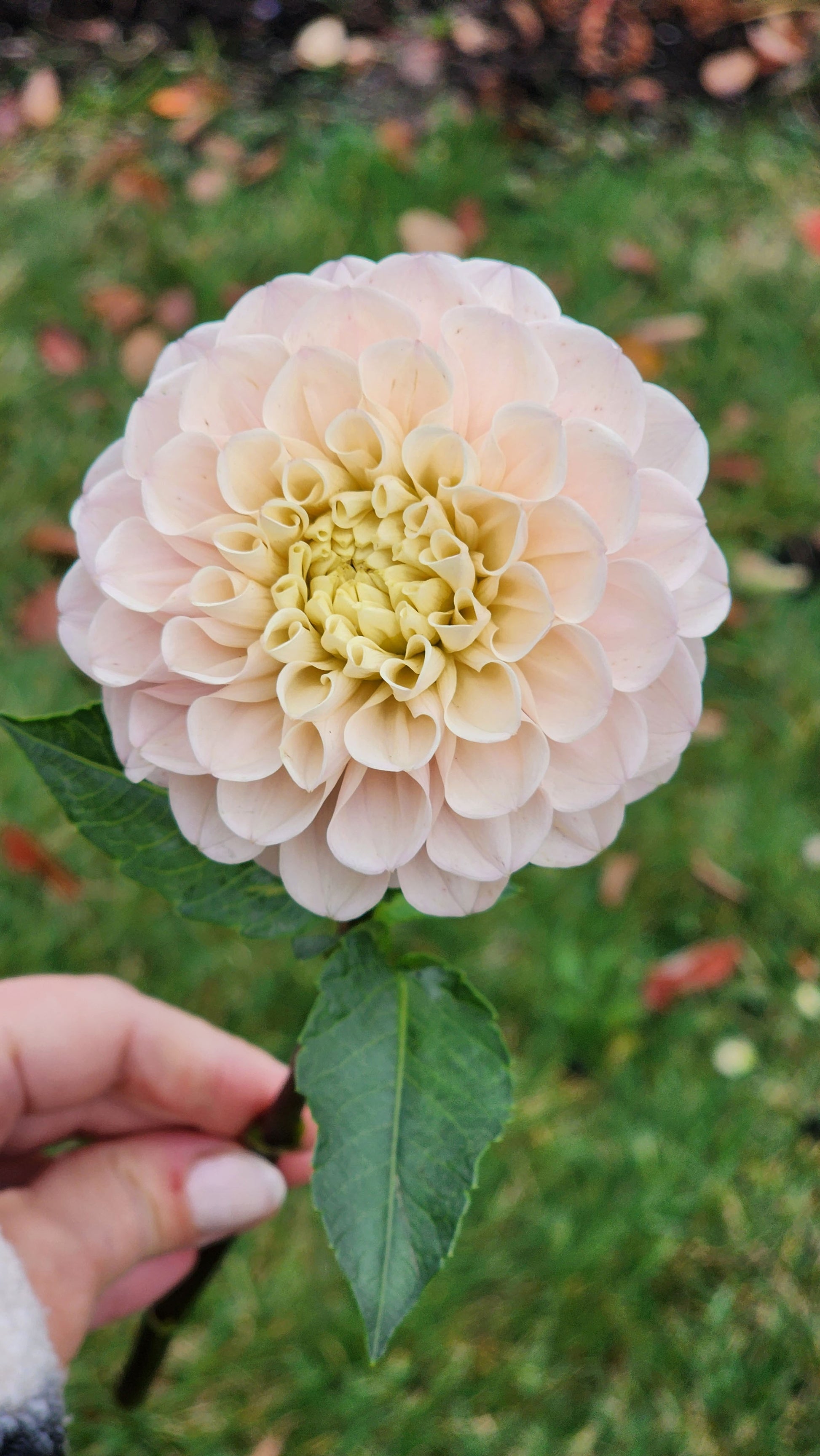 Levi's Revenant dahlia Jamais sans mes fleurs