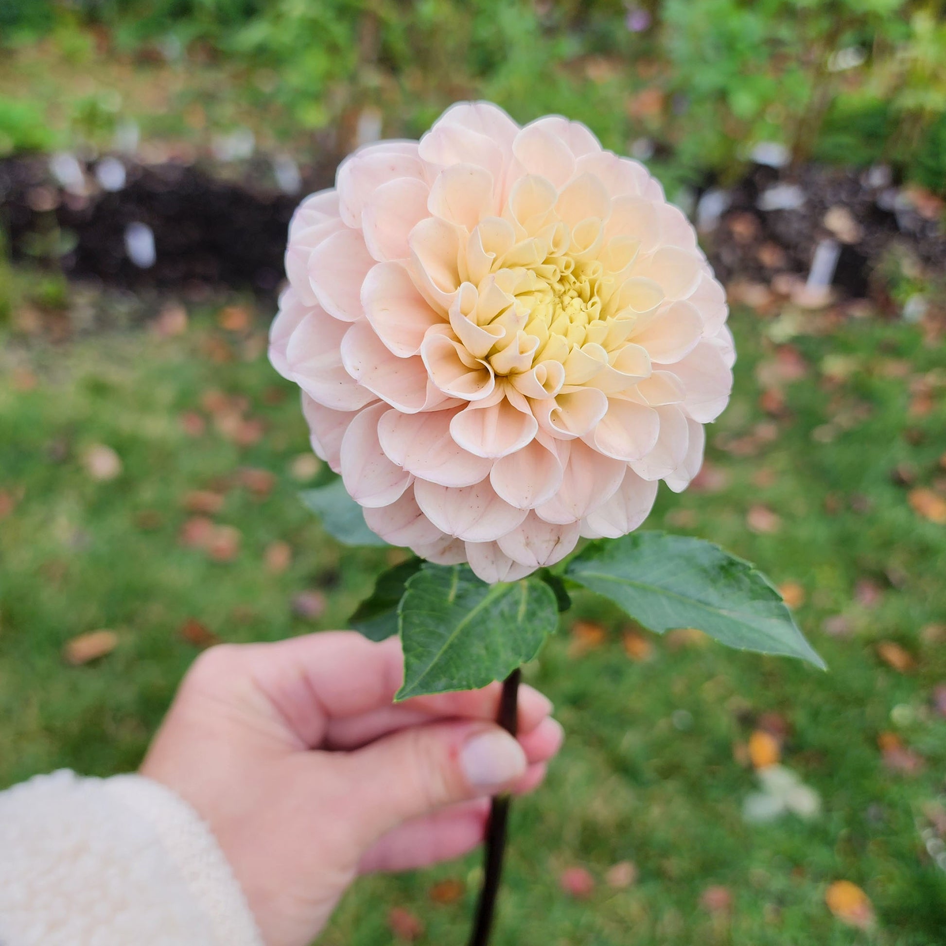 Levi's Revenant dahlia Canada Jamais sans mes fleurs