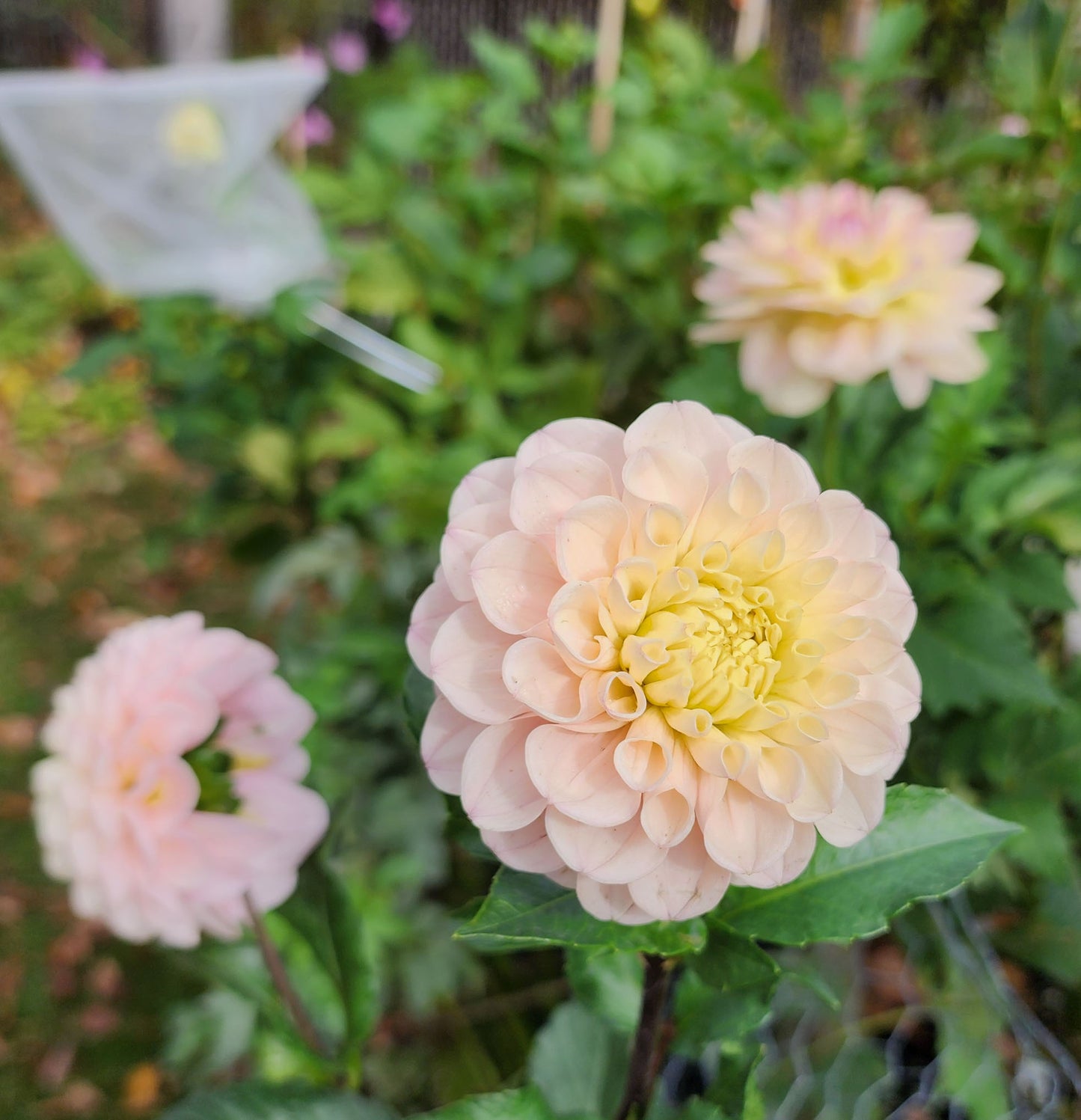 Levi's Revenant dahlia Canada Jamais sans mes fleurs
