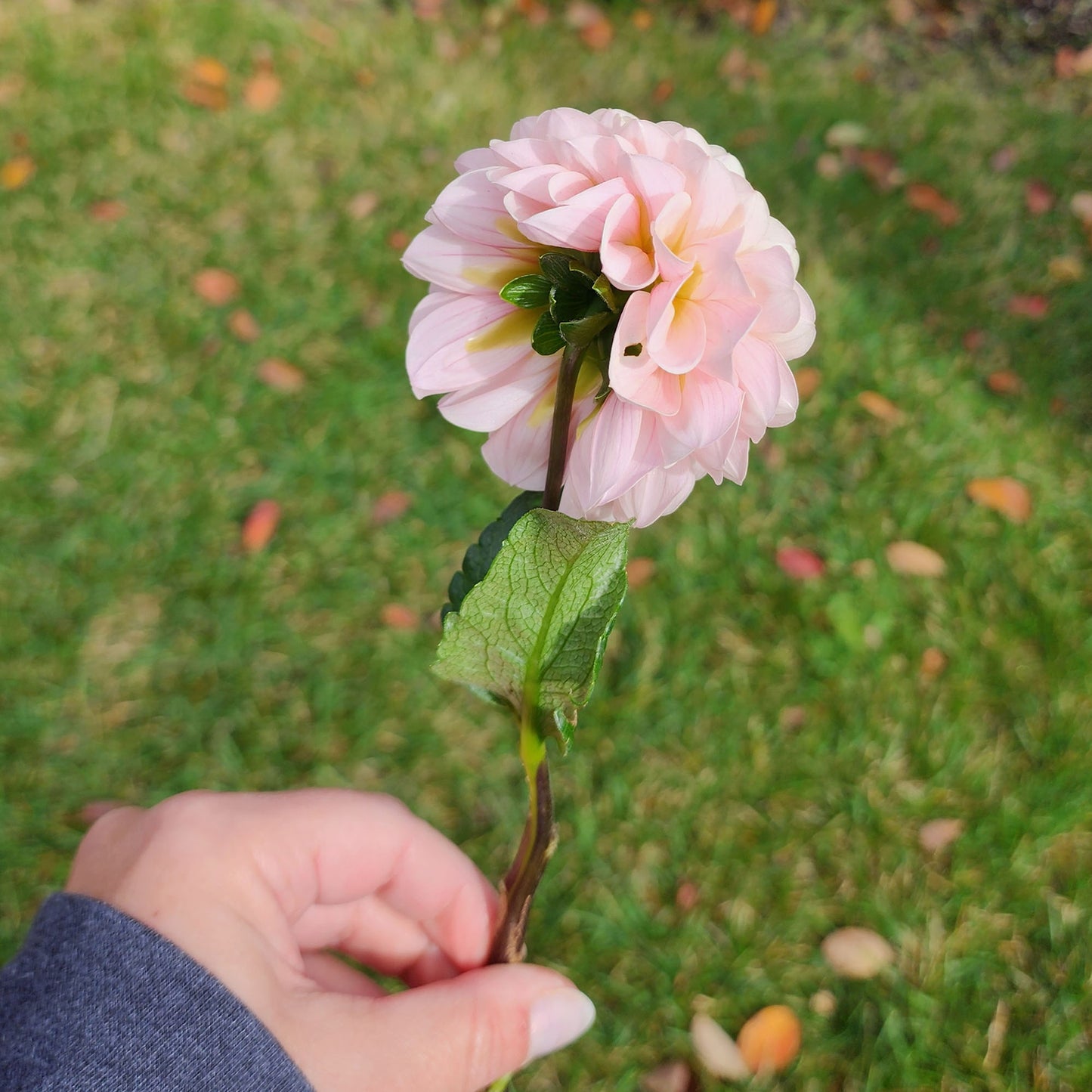 Levi's Revenant dahlia Jamais sans mes fleurs